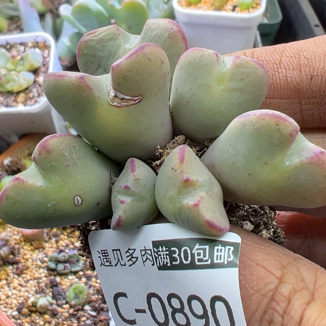 多肉植物111111111111111