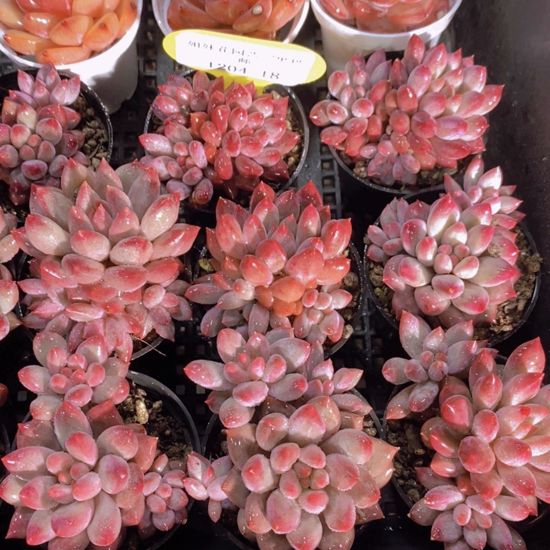 1204-18-小金鱼姬群一个