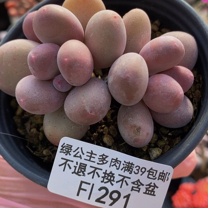 蛋黄奶8cm291多肉植物