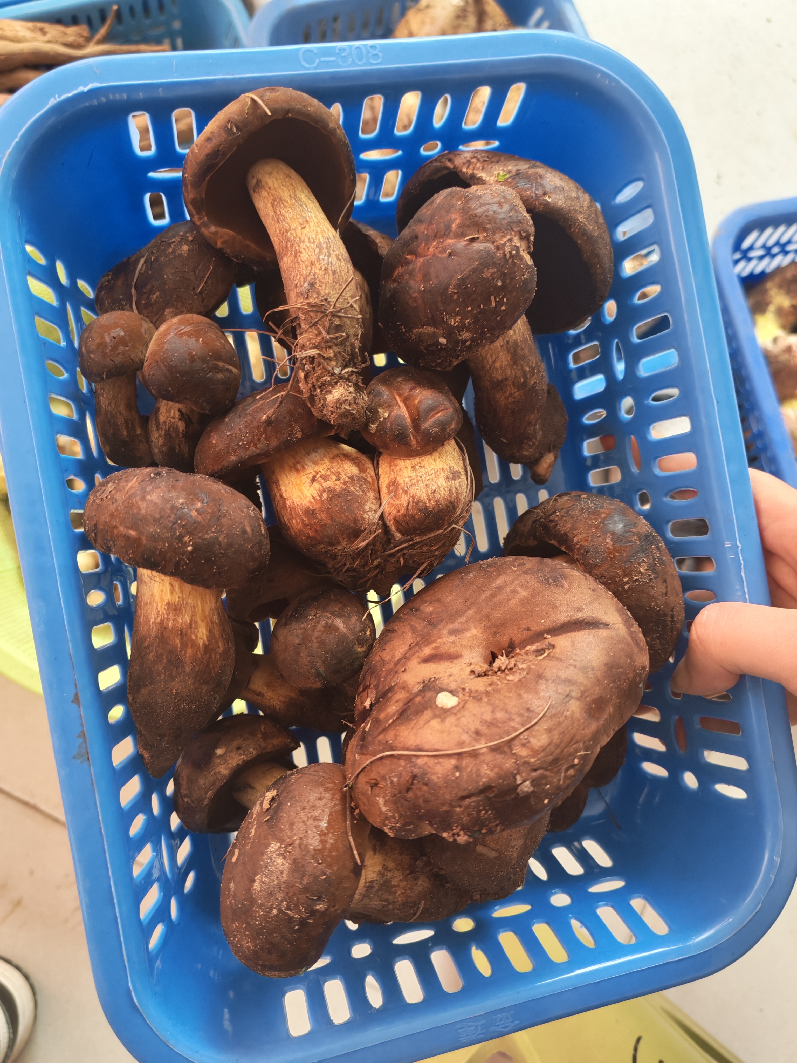 【黑牛肝菌】新鲜黑牛肝菌可煲汤顺丰冷链空运