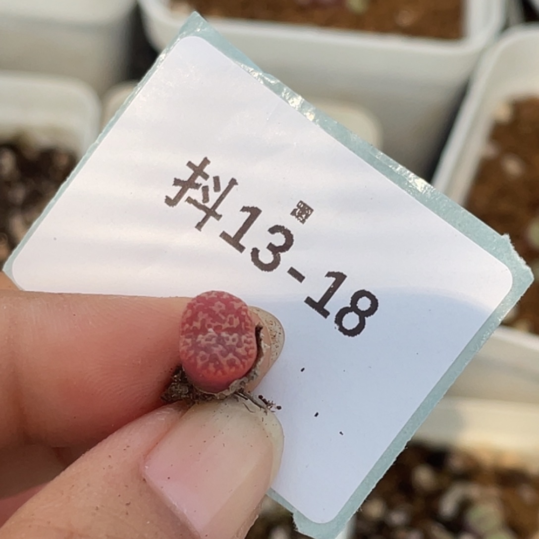 阳***宝13-18肉锥多肉植物