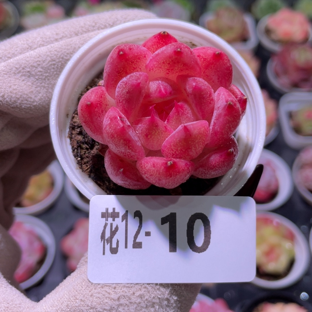 花利美12-10新品单头