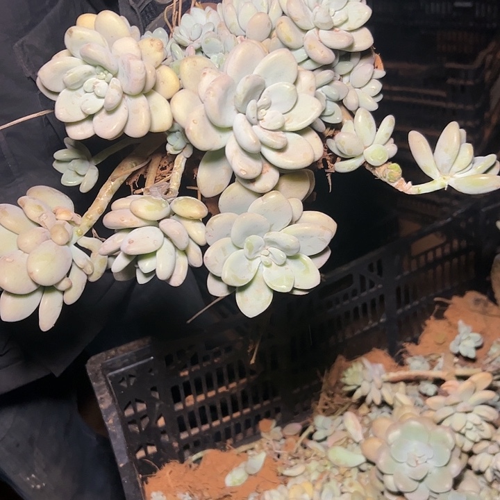 洛神多肉 20cm2棵发货