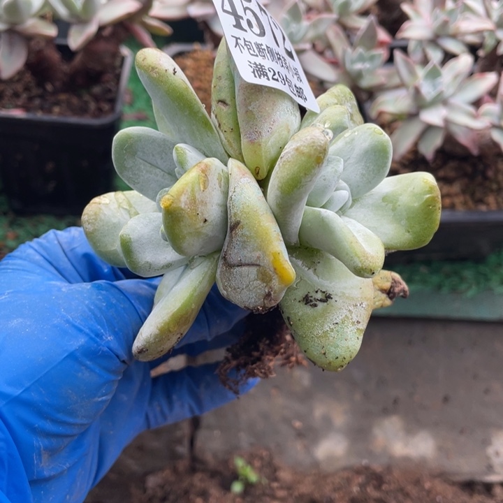 572号拇指多肉植物