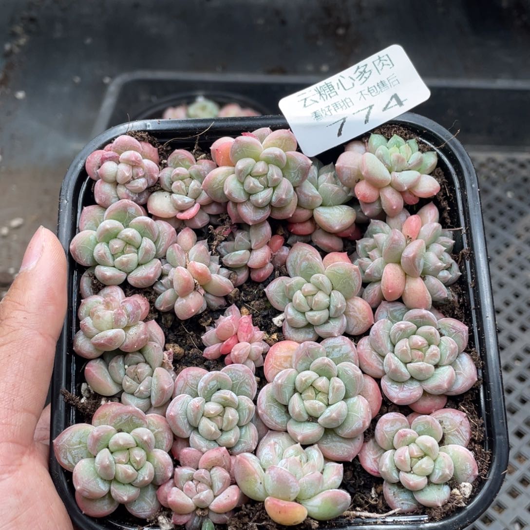 云糖心多肉植物774