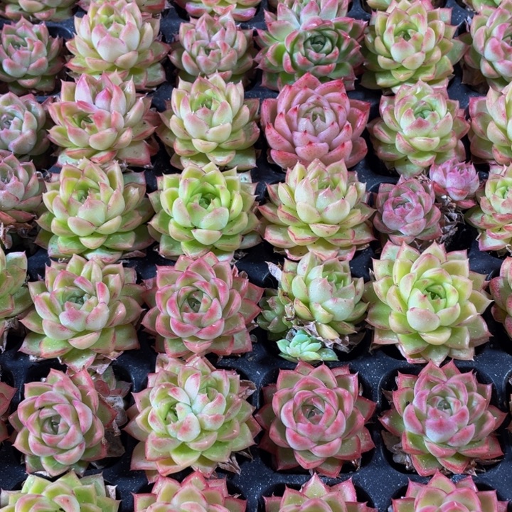 小麦秆1元带土发货