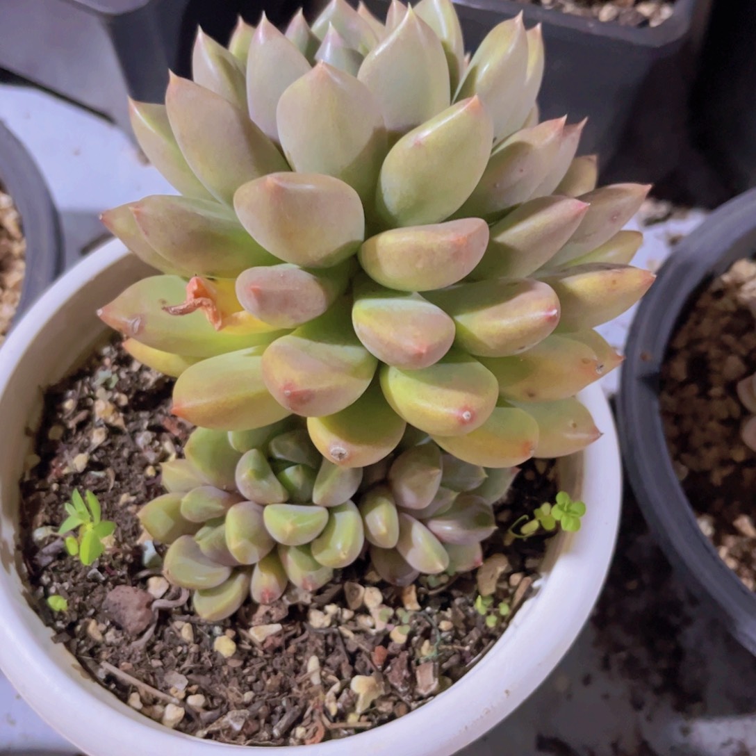 红象牙30220多肉植物