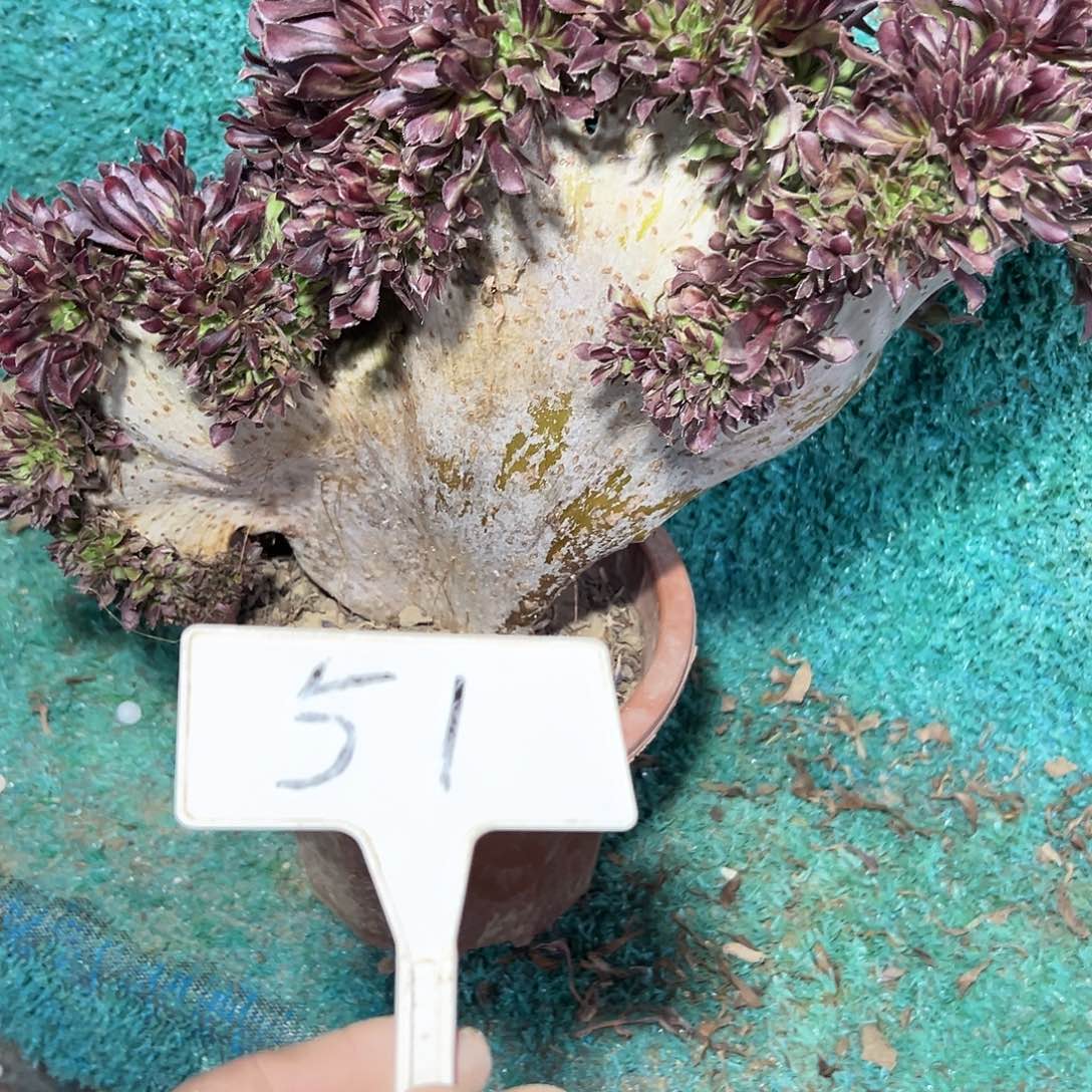 多肉植物黑法师缀花