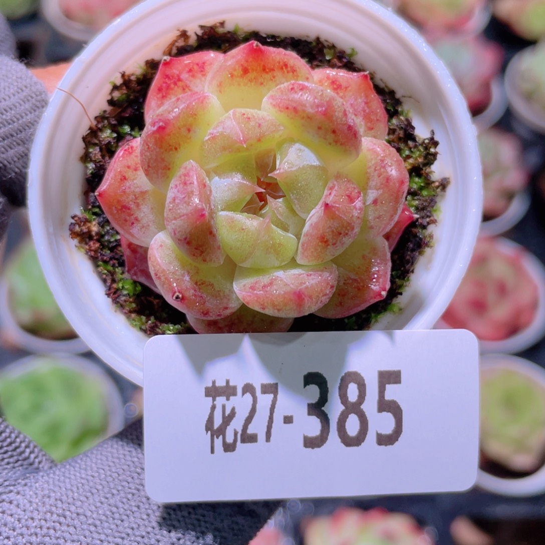 花利美27-385新品