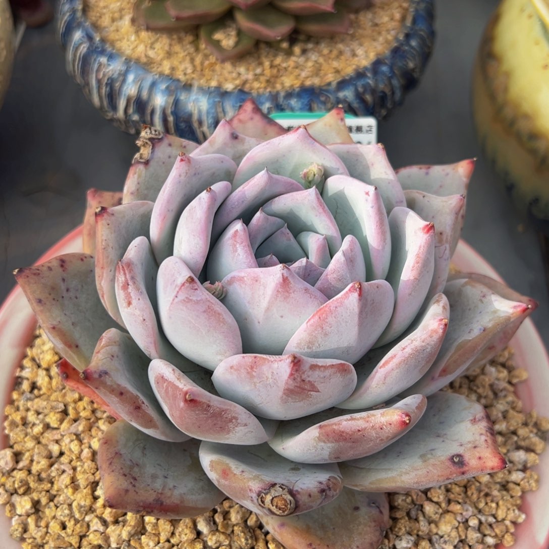 从前慢多肉精选编号0224.434