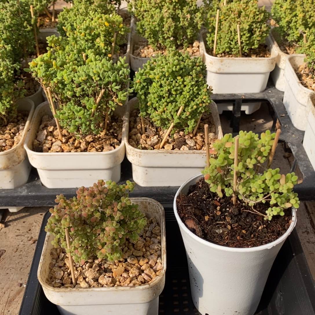 枝干番杏多肉植物816