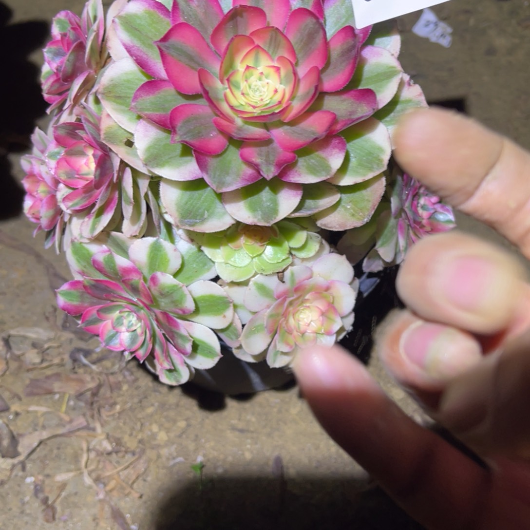 12-8-89倾城法师锦