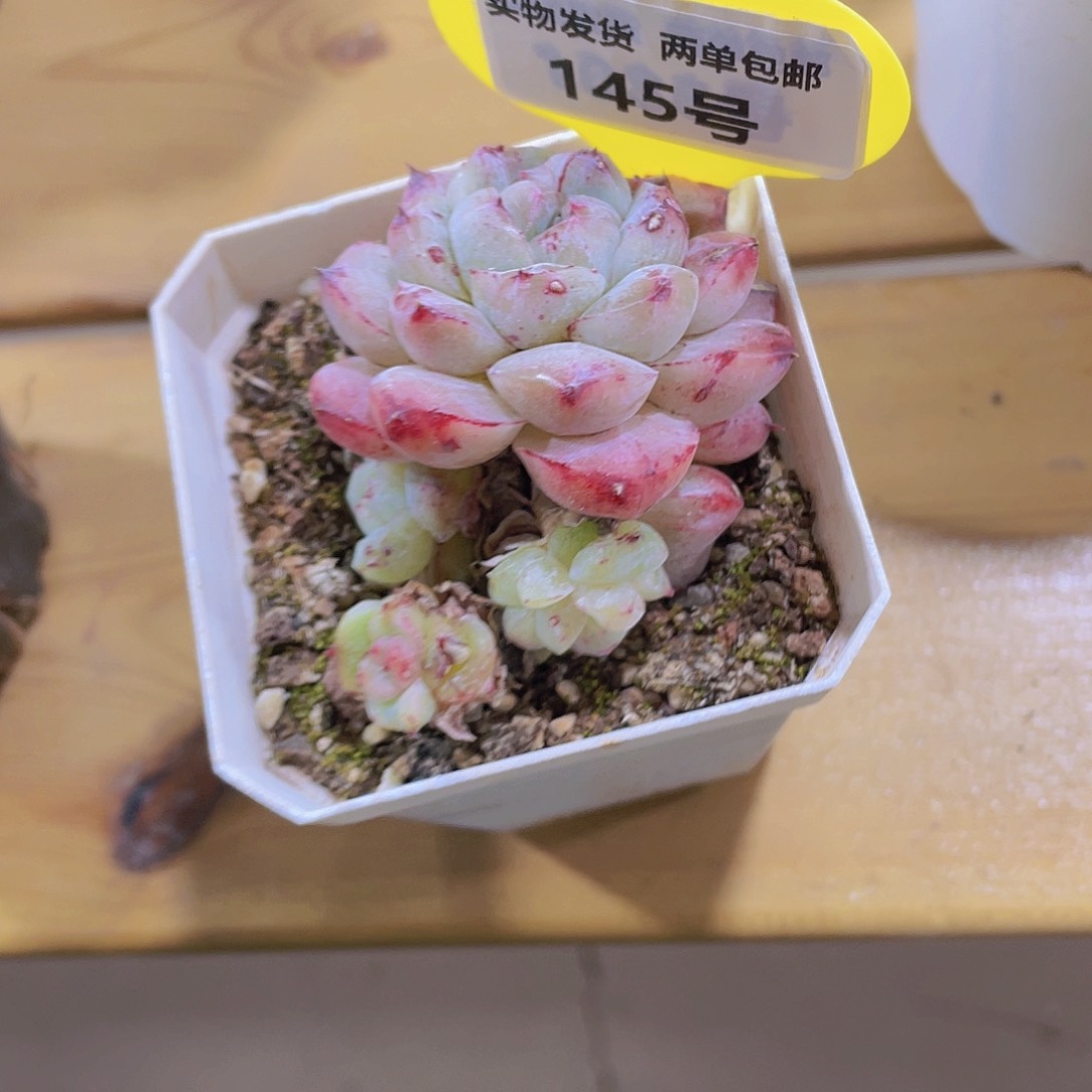 145号 西施石化一颗