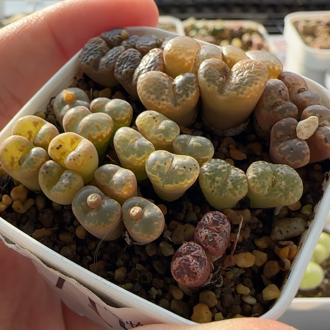 7159 大白多肉植物园