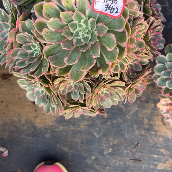 量拍一颗孔雀翎歪多肉不包损52