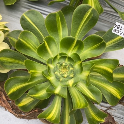 184暴君满25包邮多肉