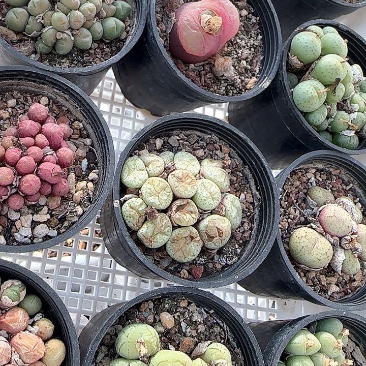 w279。   肉锥一组。   