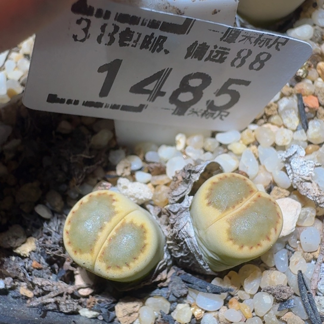 Ssss精品生石花1485