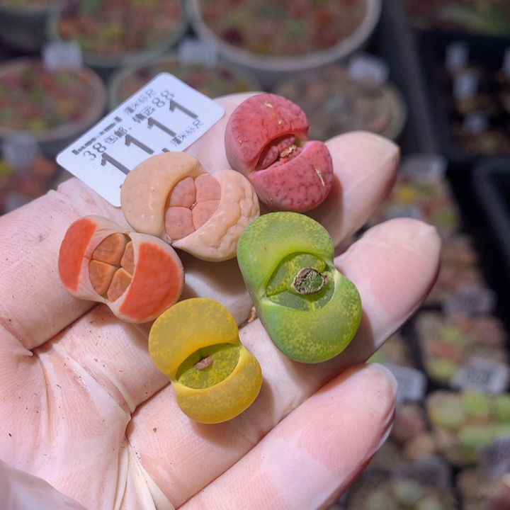 ?****?zzz精品生石花1111