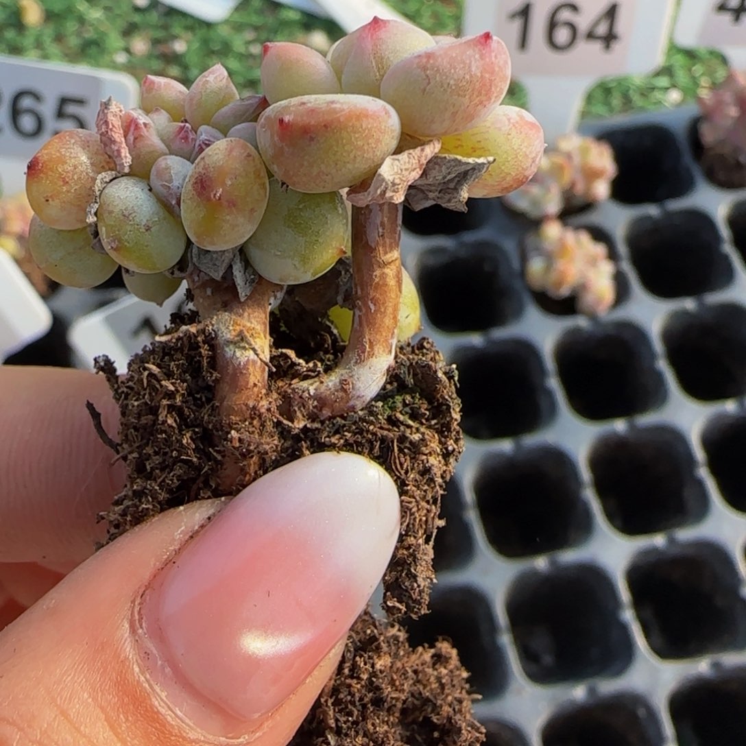 z***语275 号一物一拍特价福利