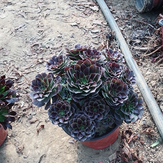 ***荷兰玫瑰法师000035