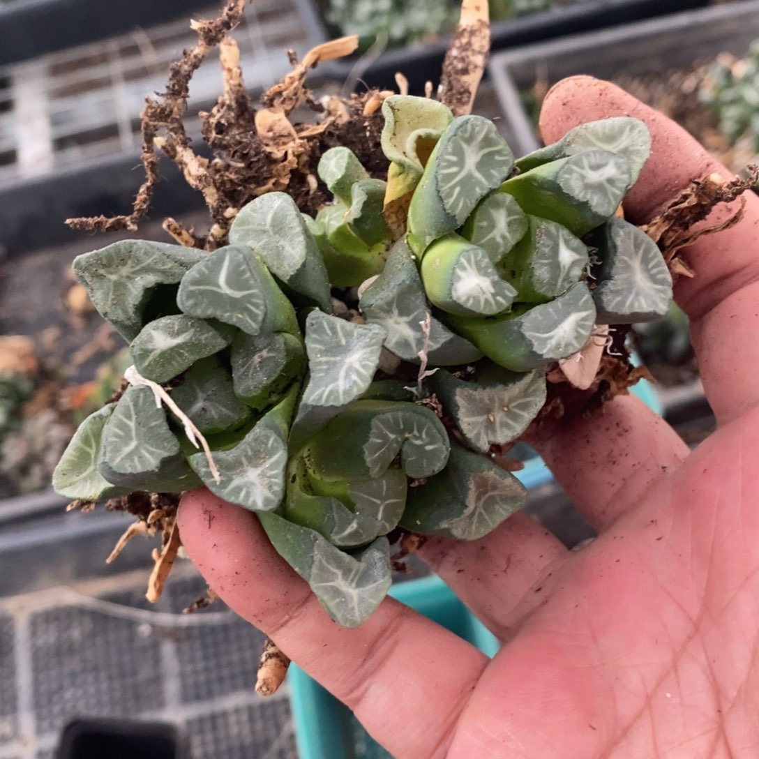 遇****2417 一组万象福利