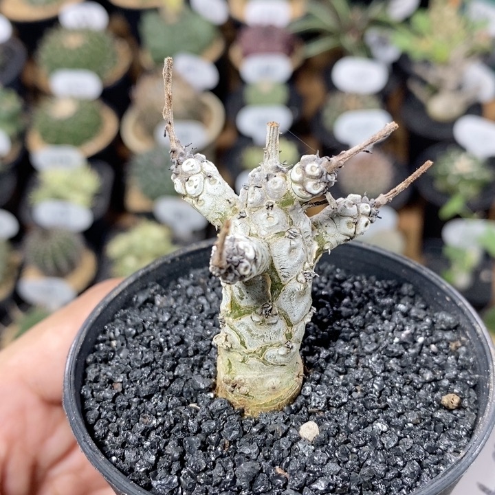464号实生白象奇峰锦 主干1.6cm