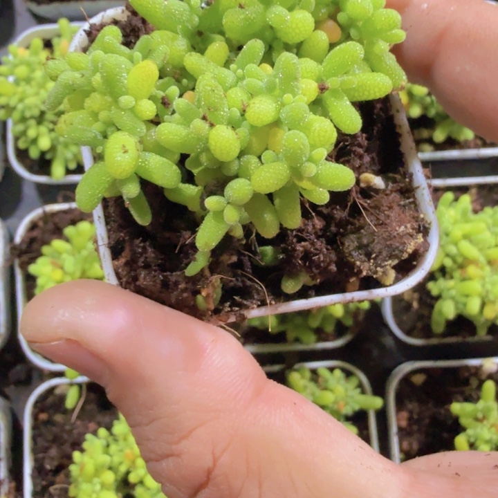 蜜橘糖球王炸一颗