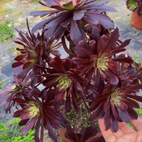 红覆轮多肉植物652多肉