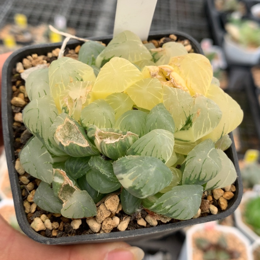 【闪购商品】55冰灯