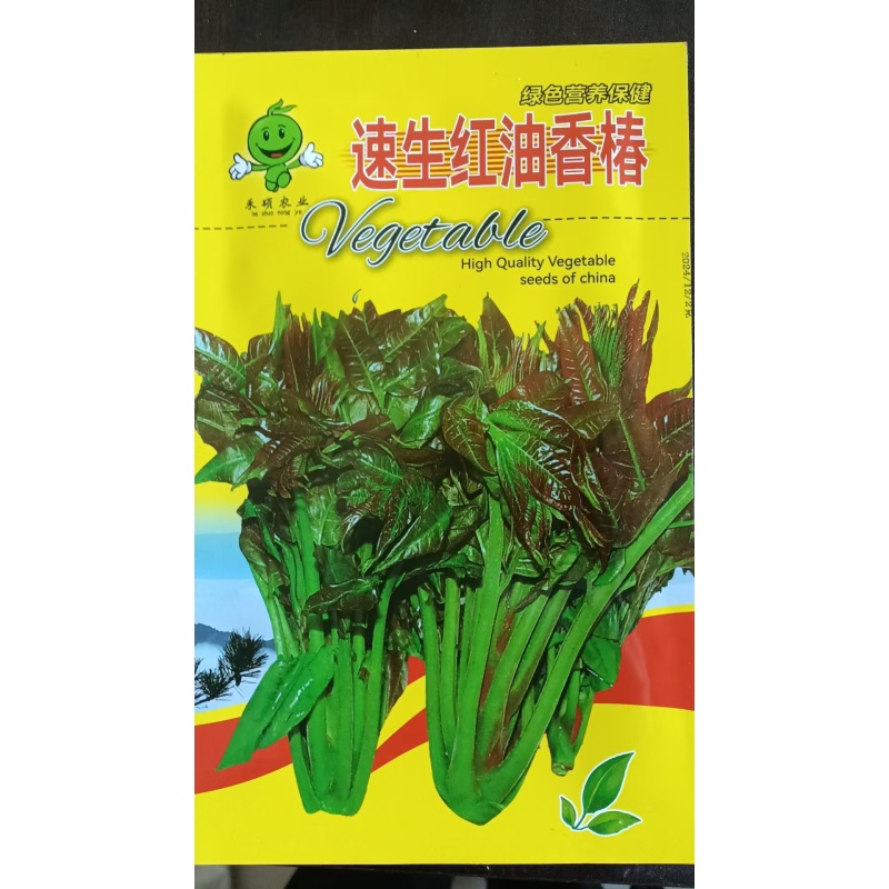 适合春季种植的速生红油香椿种子