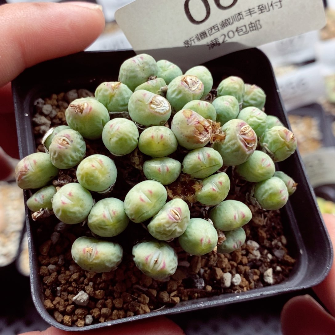 我是一只小小鸟地域鬼065