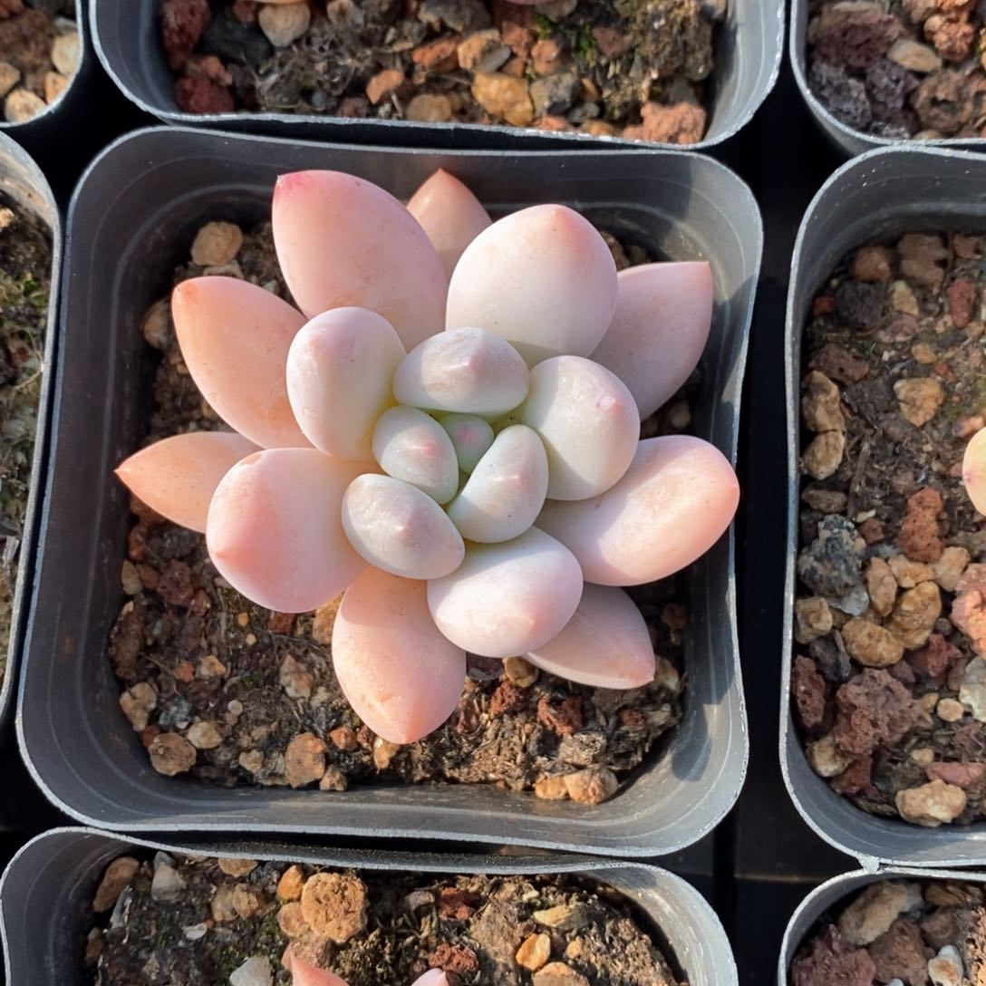 精品多肉一物一拍不包整391