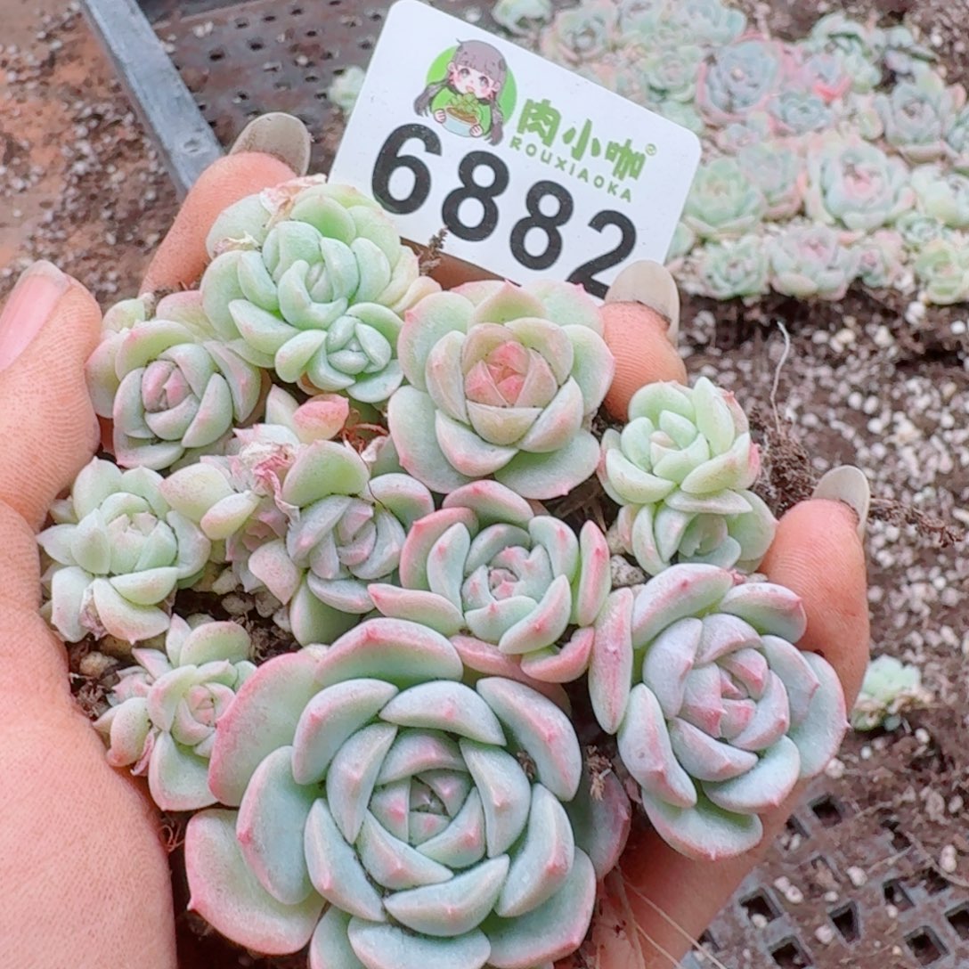 多肉植物多肉植物