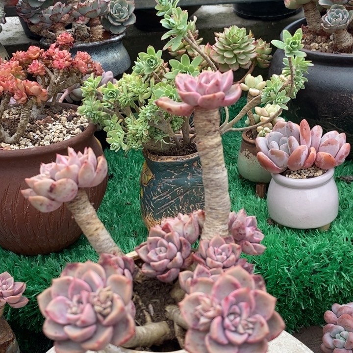 红粉佳人整无砍多肉