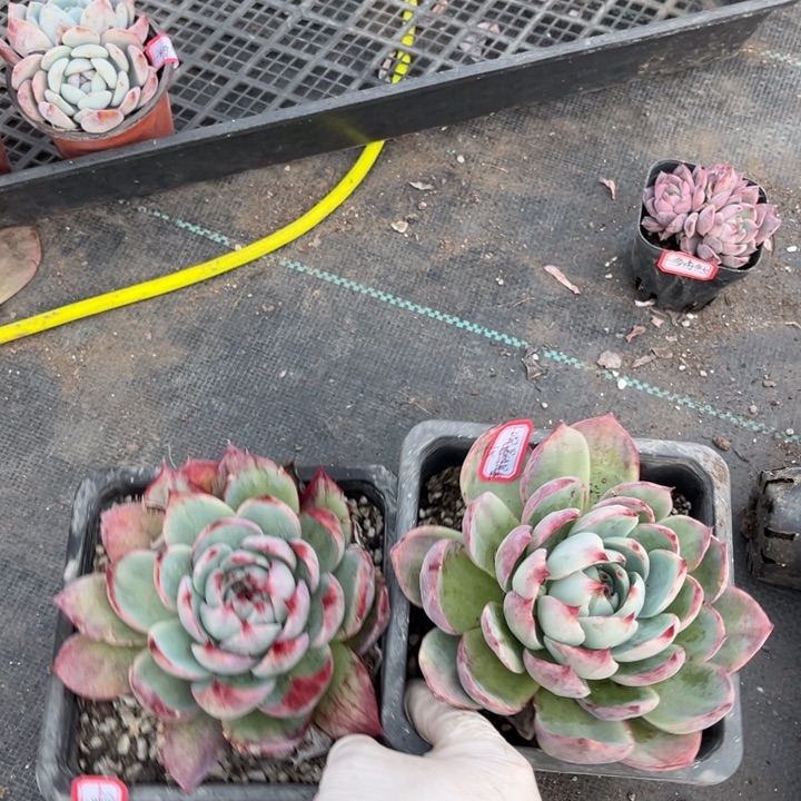 沉***金惊鸿两颗单头140盆