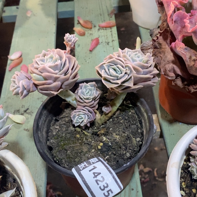 【闪购商品】可爱玫瑰14235