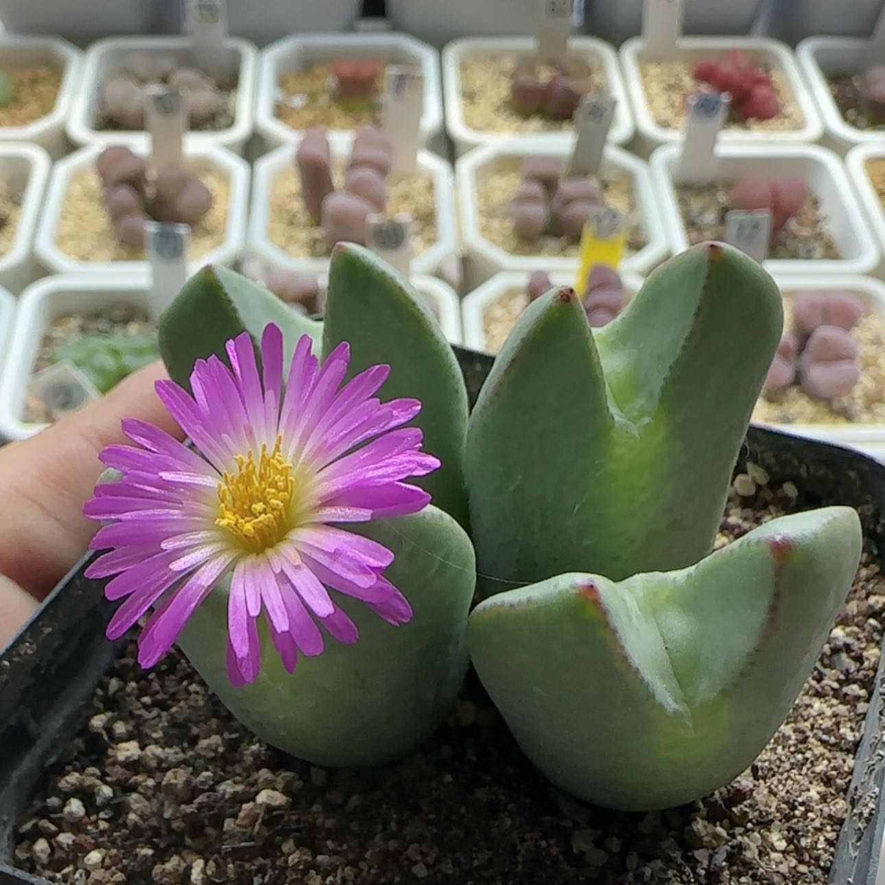 【闪购商品】17317粉花将    