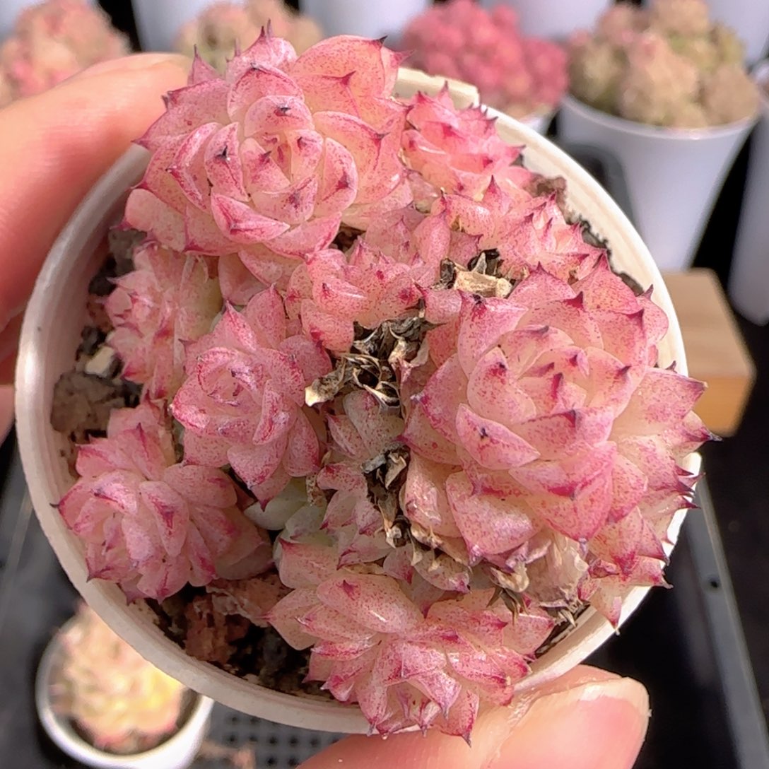 多肉0103-243小魔仙