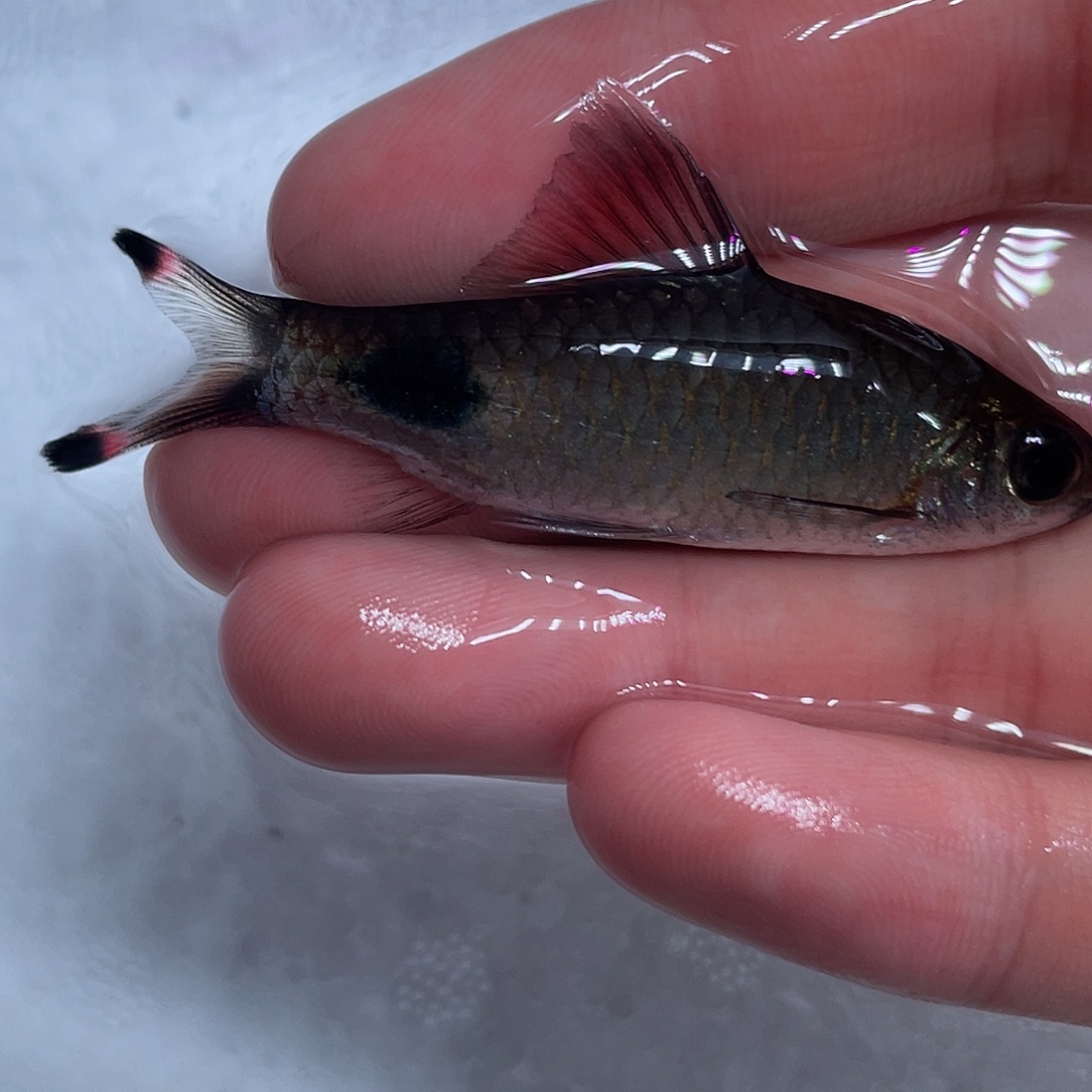 海水鱼红鳍蓝黑影道人6-8cm