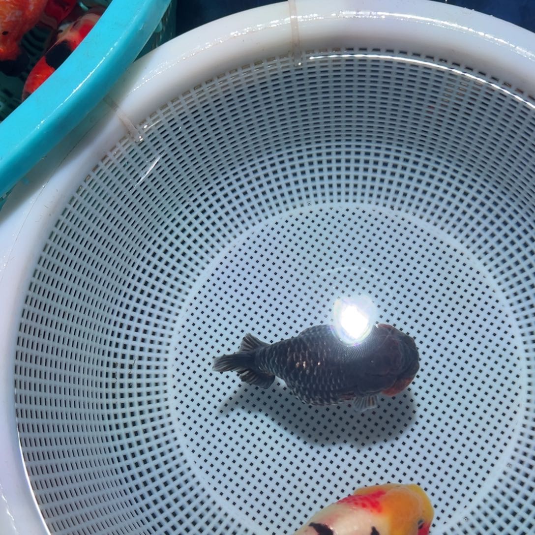 土***宝海水鱼潘氏金鱼兰寿金鱼