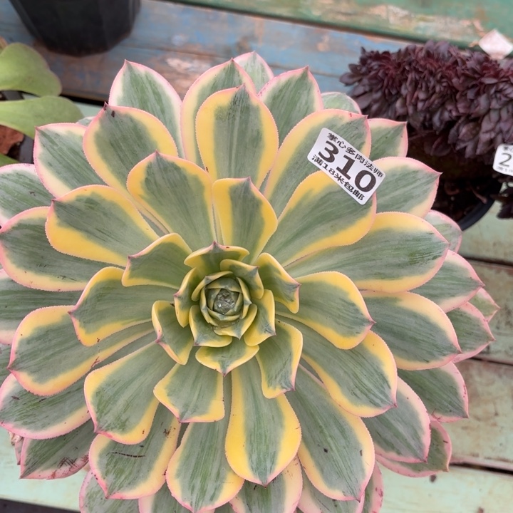 310灿烂掌心多肉法师锦不包侧枝断枝的？