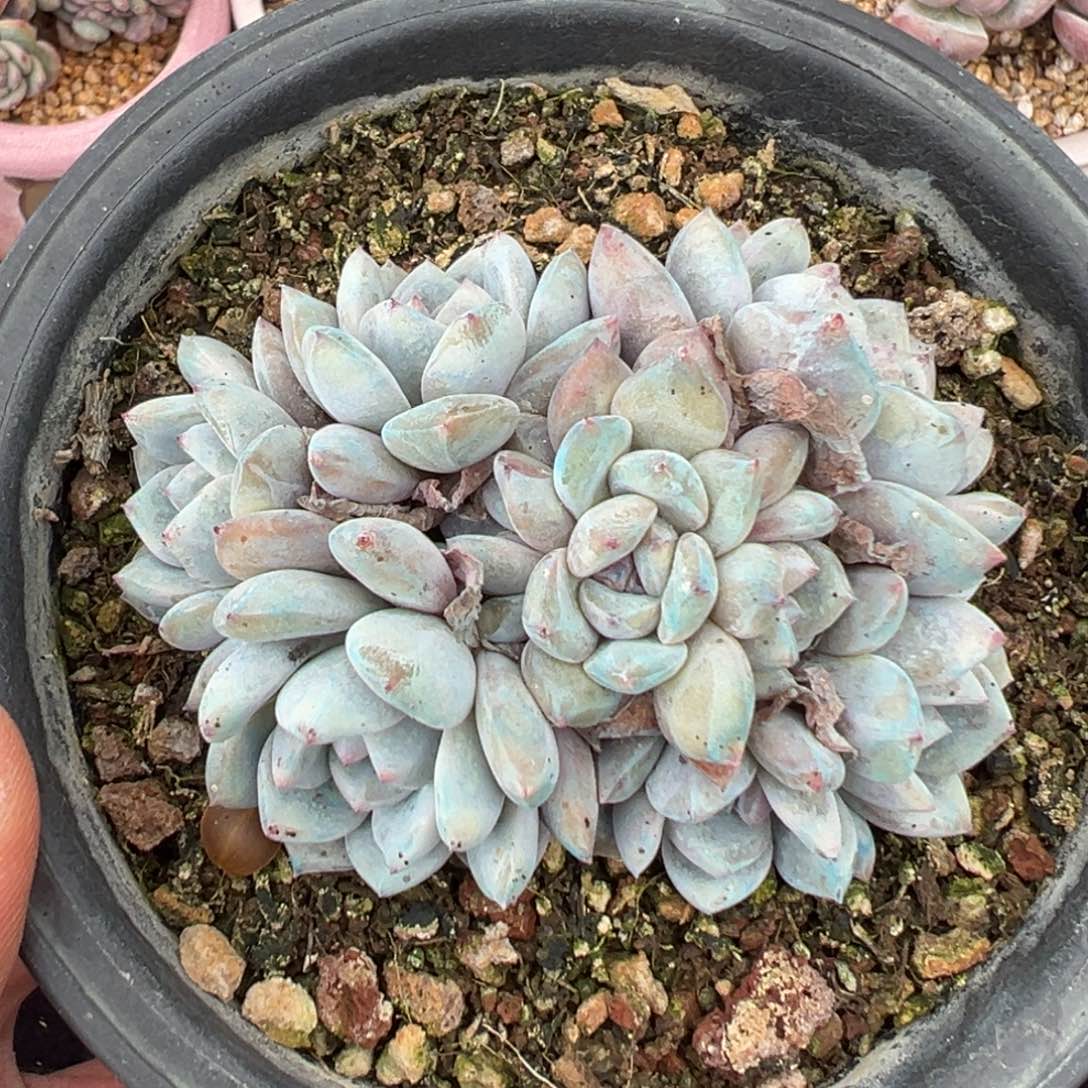 新年快乐 新年快乐