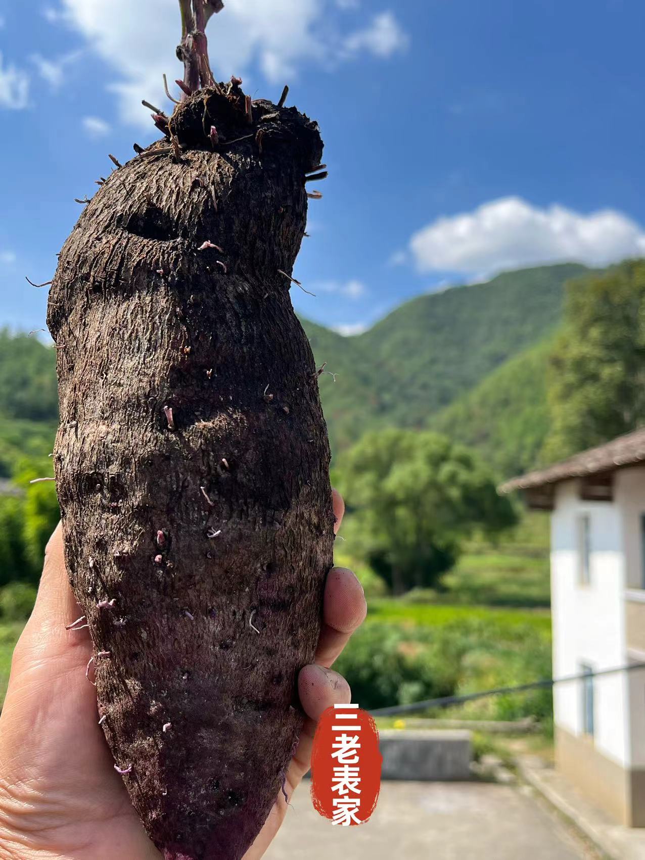 江西赣南农产品2025年当季紫板薯大薯脚板薯生鲜发顺丰