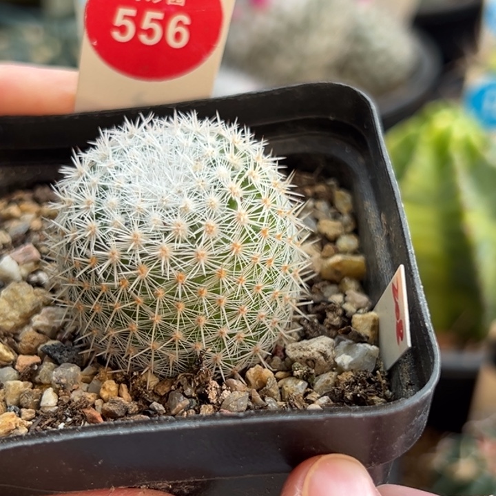 实生敷岛一棵3.2cm