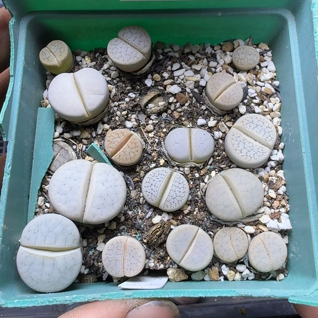 1729 哈哈哈哈哈哈哈哈哈哈哈哈哈