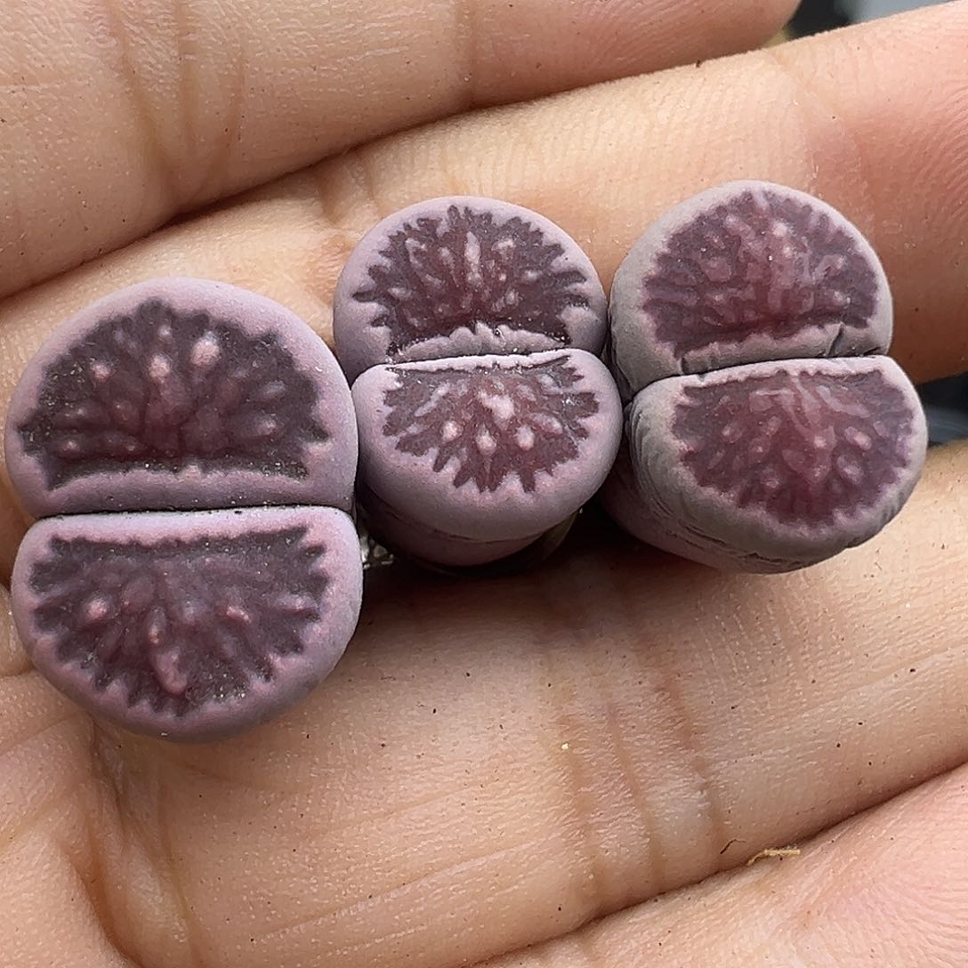 4492紫菊超美下播福利