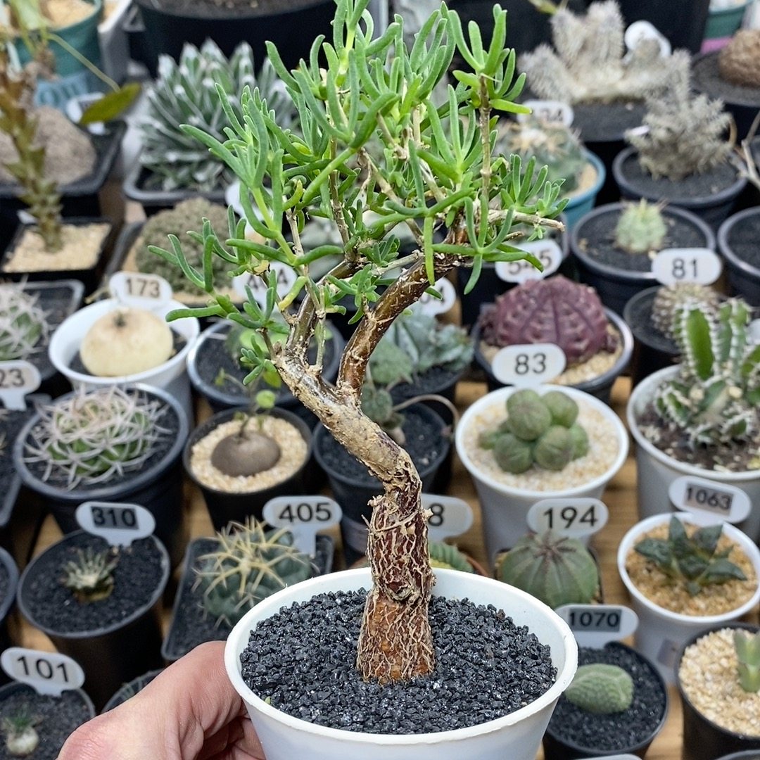 1010号实生梅斯木枝干 高度15cm