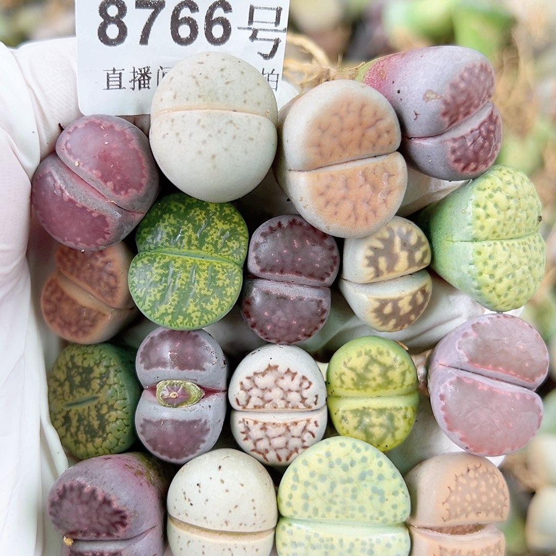 8766 好养易活生石花大母本18个