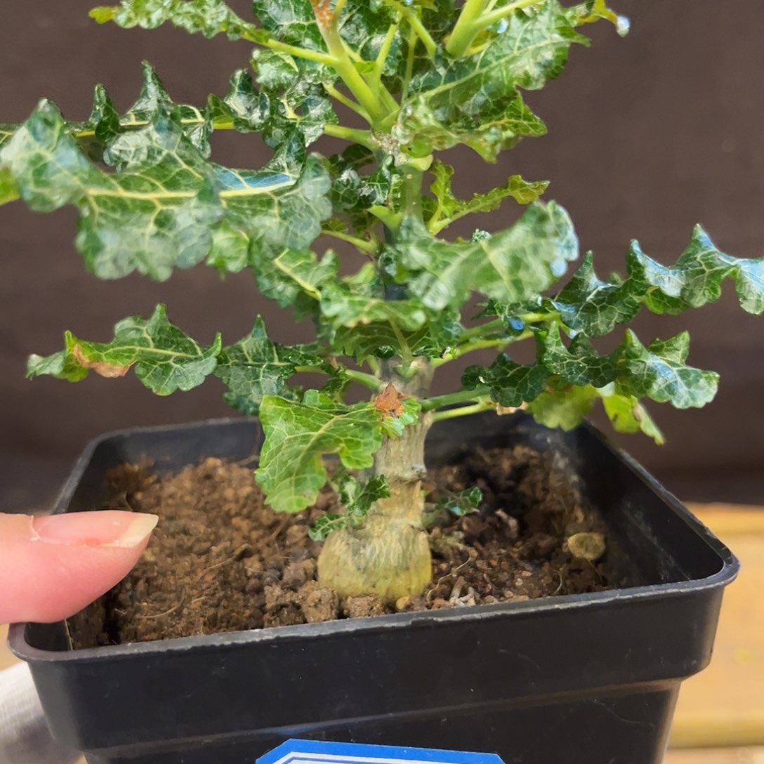 汤圆植物娜娜乳香橄榄